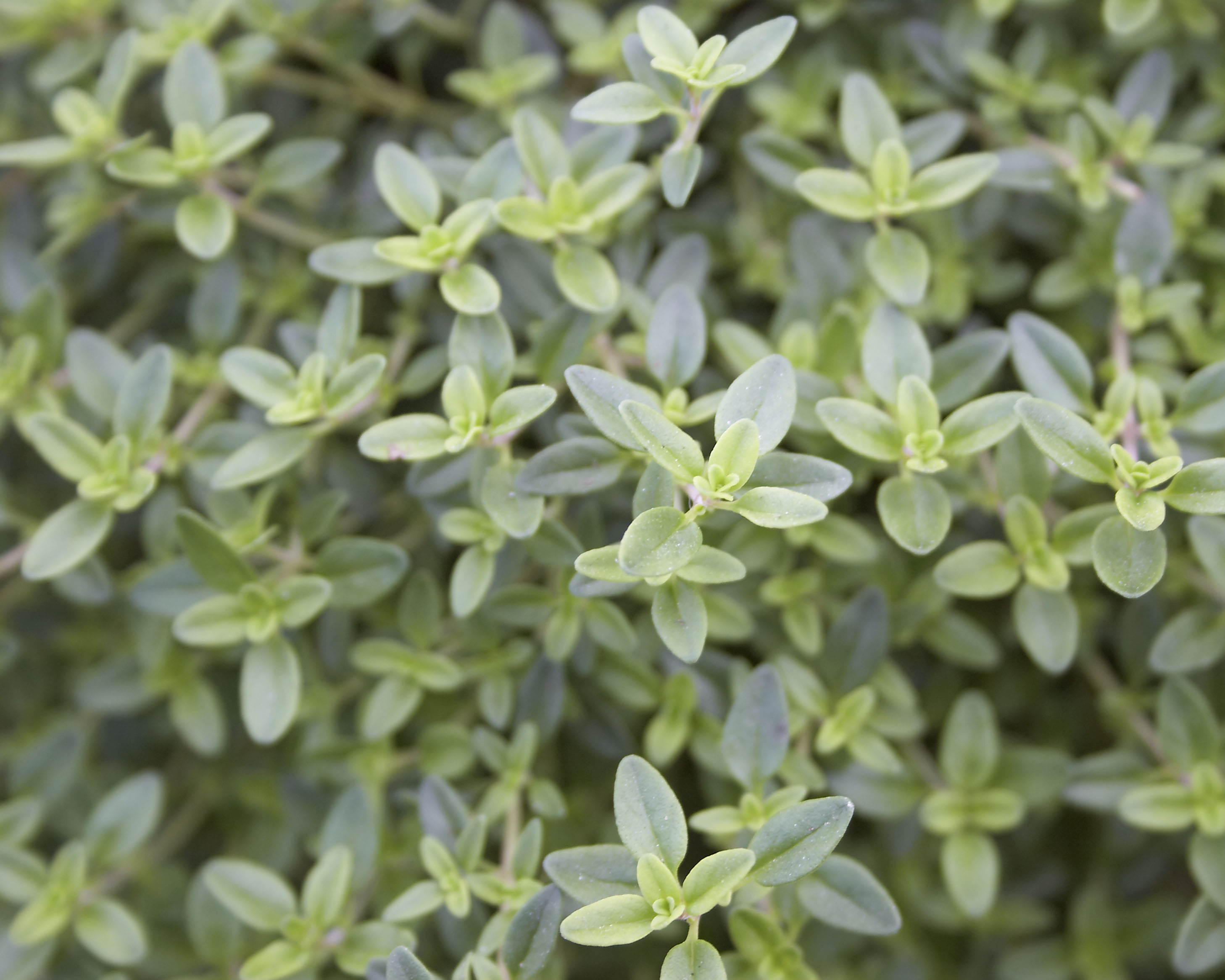 THYME_YELLOW_TRANSPARENT.jpg