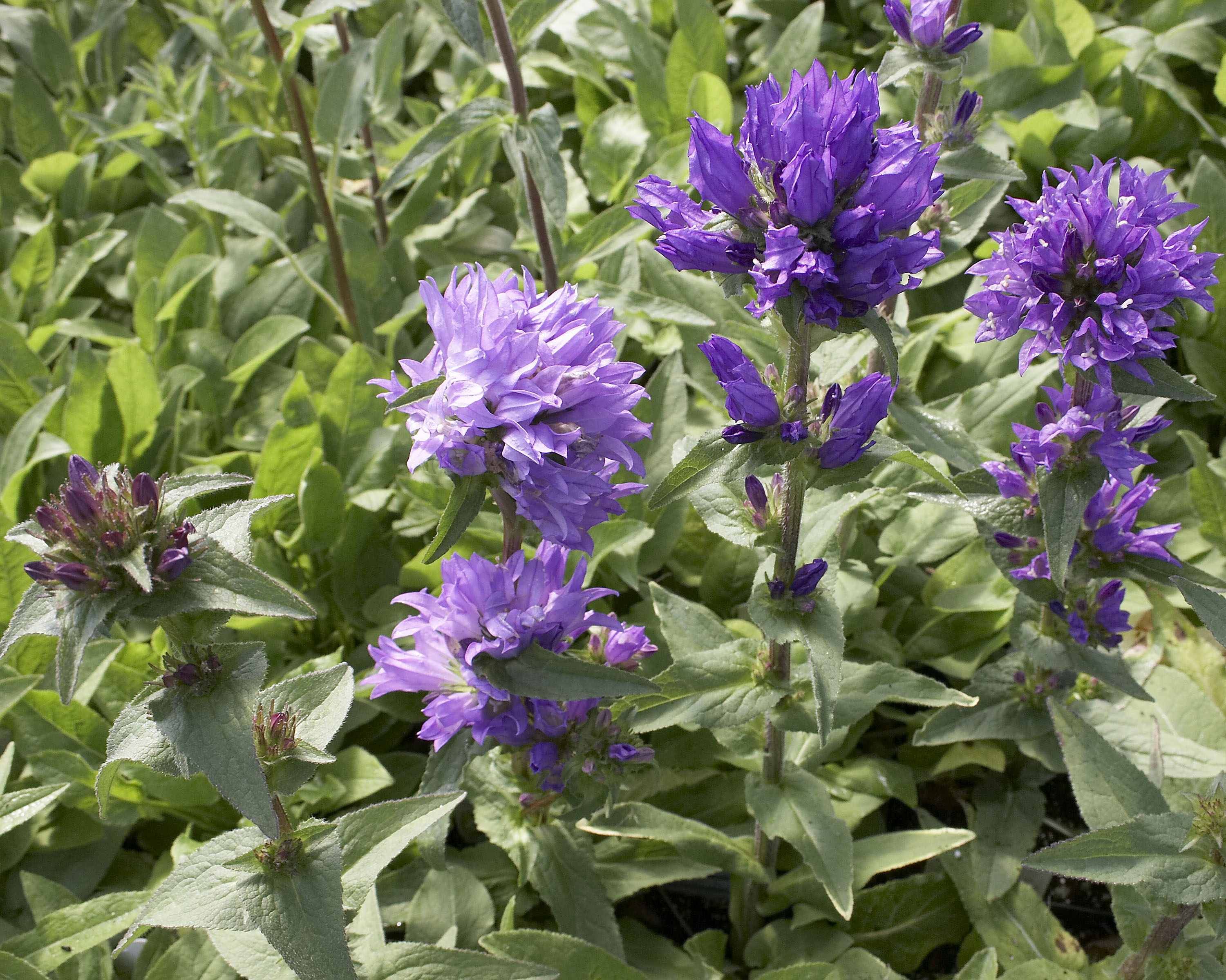 Campanula Superba