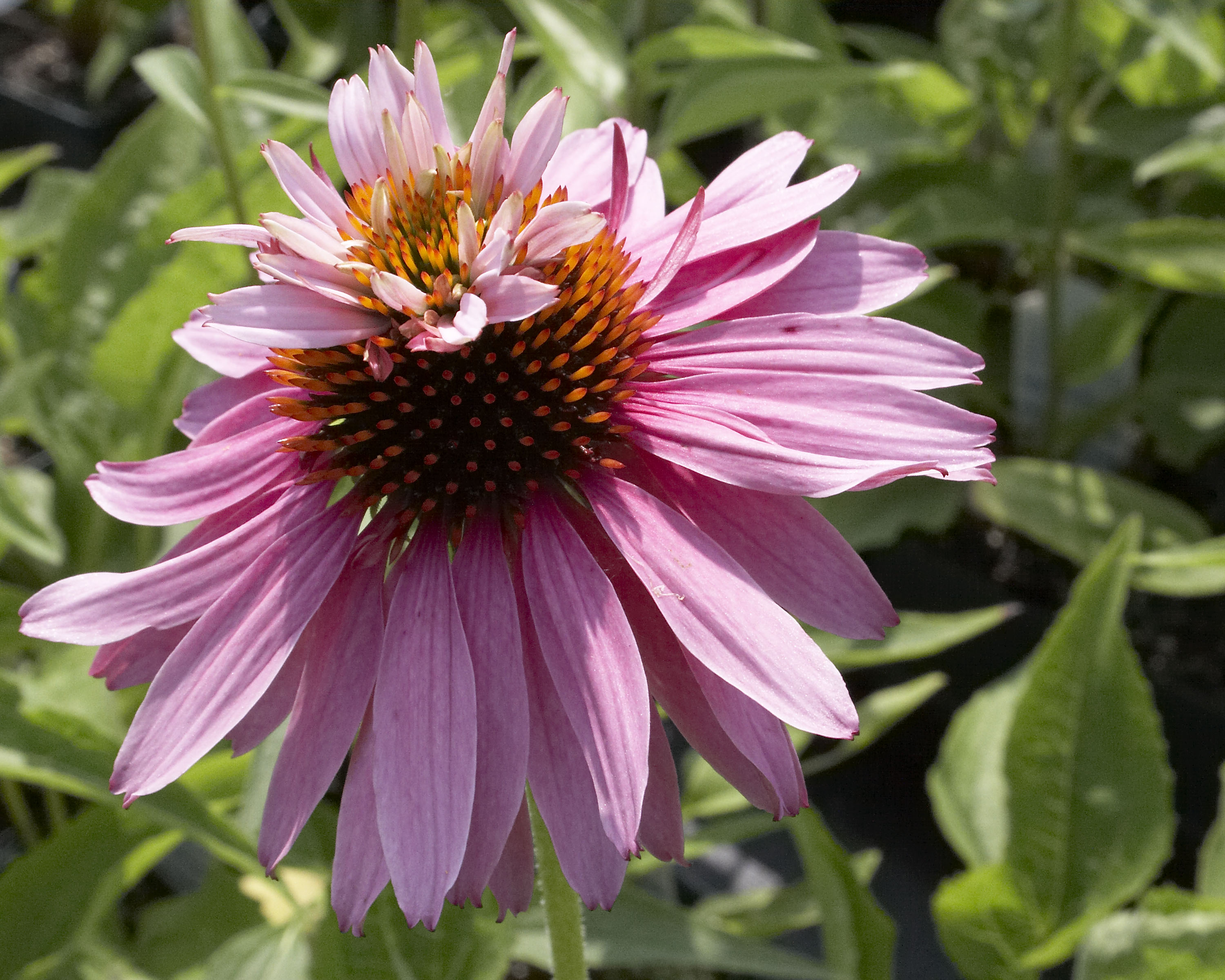 Echinacea Double Dipped Rainbow Sherbet