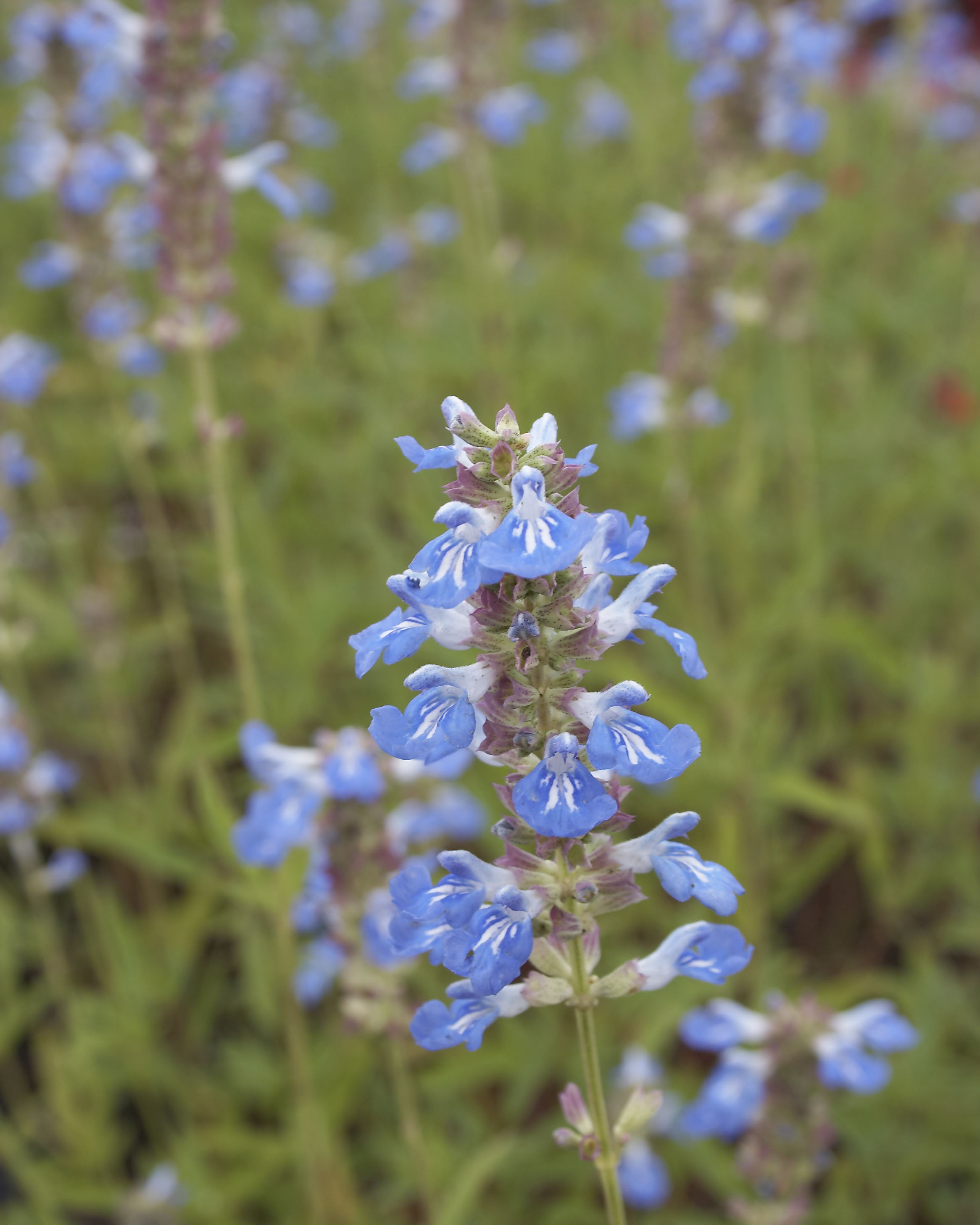 Salvia Uliginosa