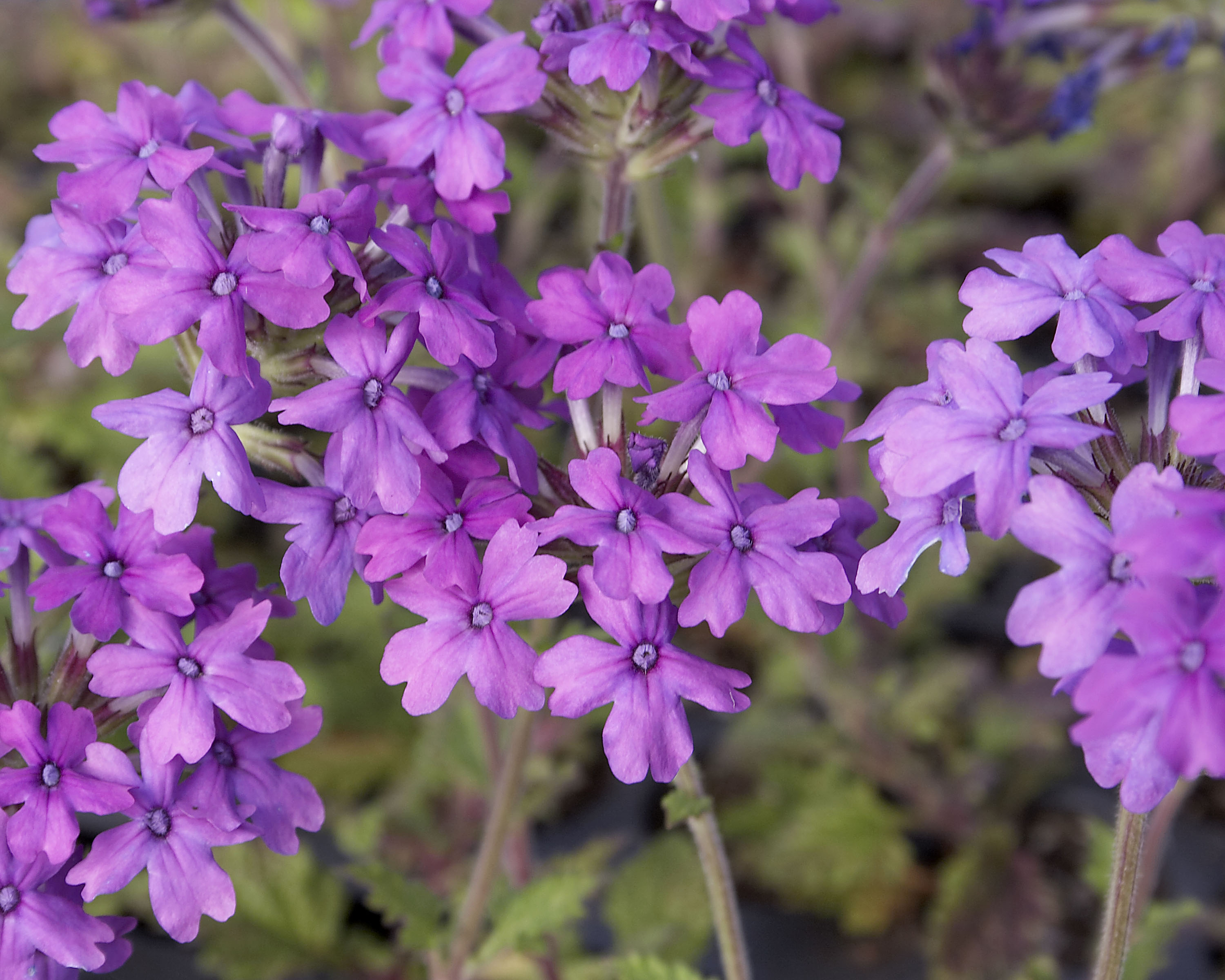 Verbena_canadensis_Homestead_Purple.jpg