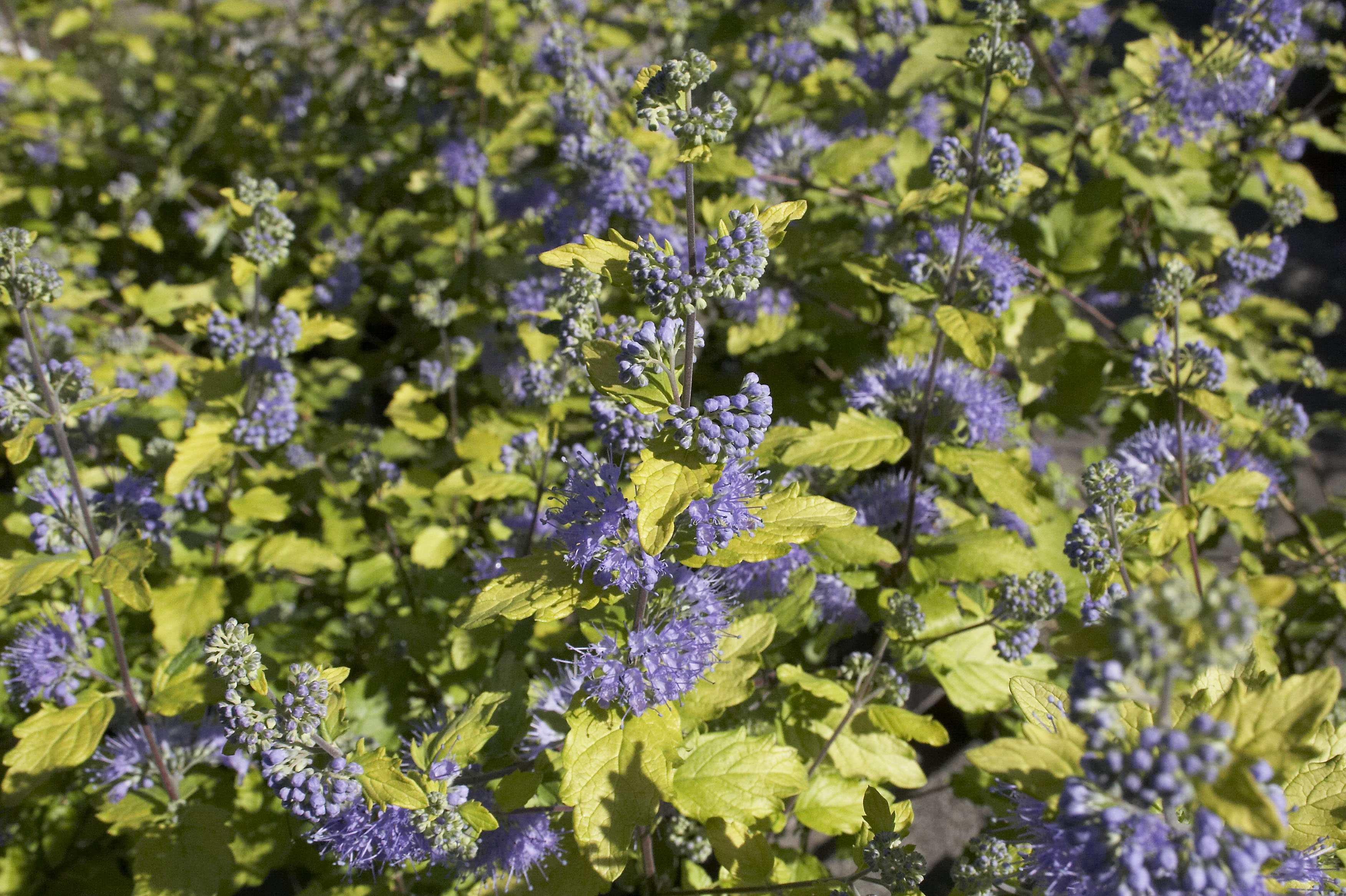 caryopteris incana