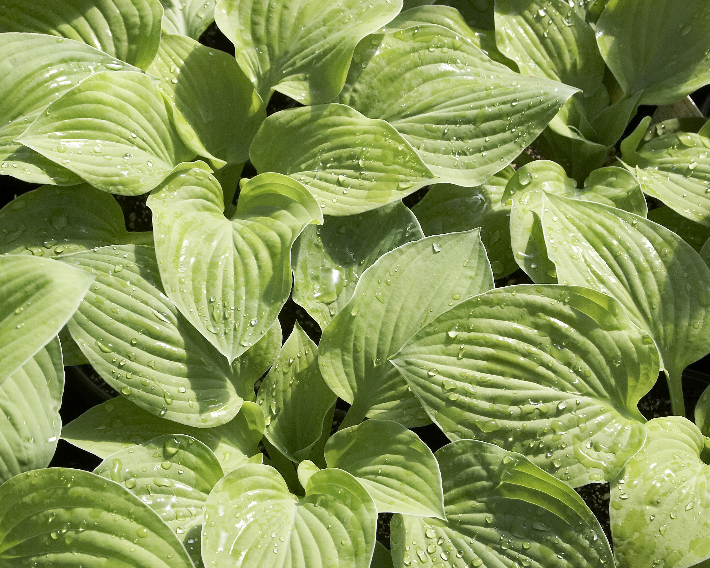Hosta august moon jpg
