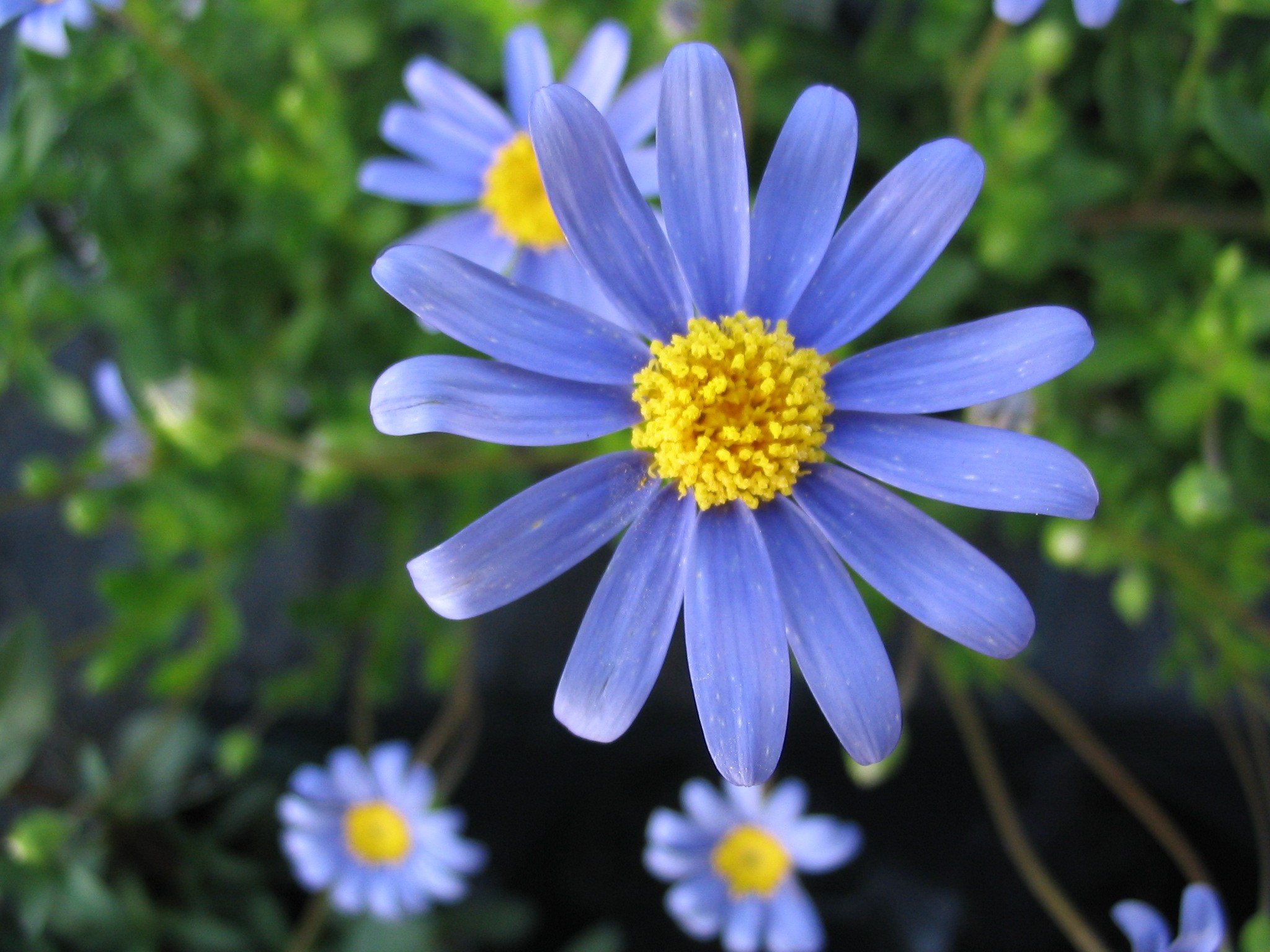 Felicia amelloides, Blue Daisy, Blue Marguerite